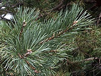Pin sylvestre