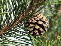 pin à crochets, pinus uncinata