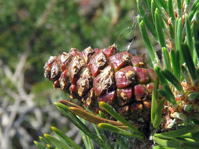 Pin  crochets, pinus uncinata