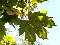Erable plane, acer platanoides