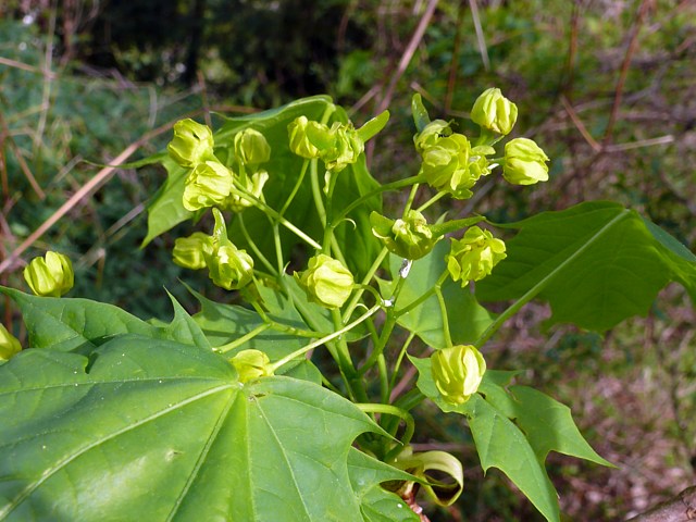Fleurs de l'rable plane