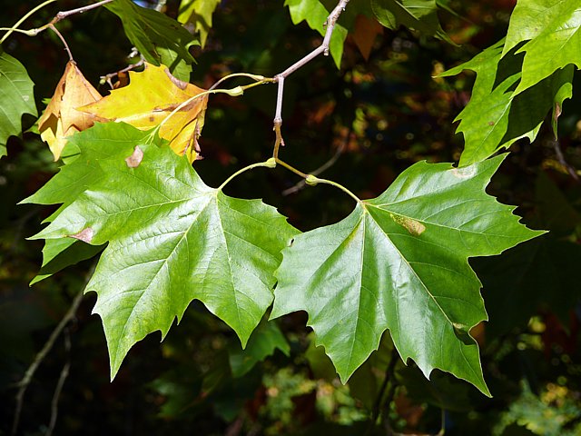 Platane, platanus hybrida