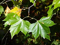Platane, platanus hybrida