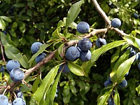 Prunellier, prunus spinosa
