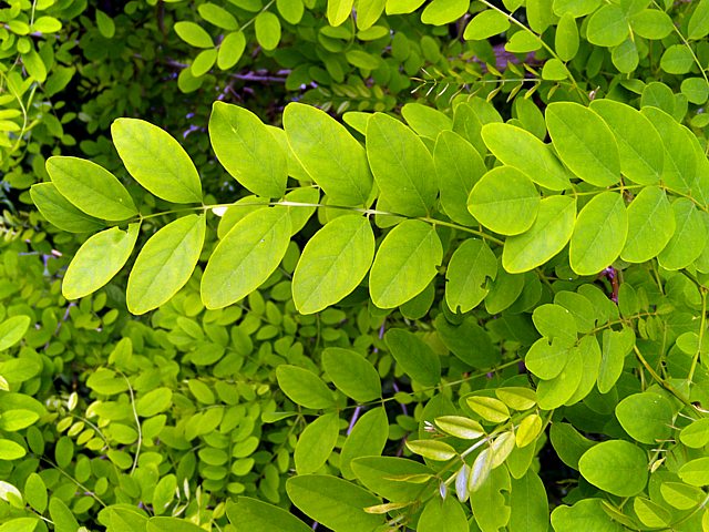 Robinier faux-acacia, robinia pseudacacia