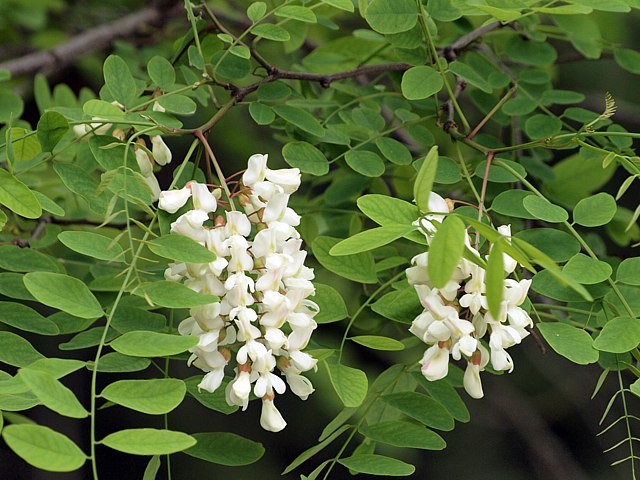 Fleurs du robinier faux acacia