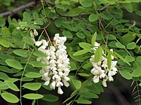 Robinier en fleurs