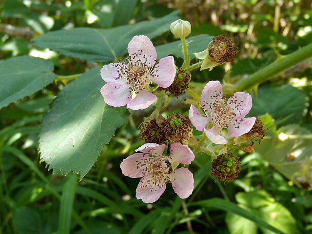 Fleurs de ronces des bois