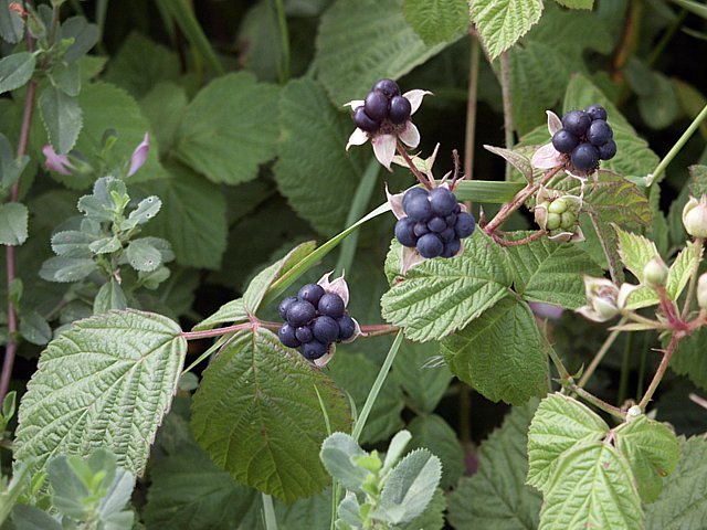 Ronce à fruits bleuâtres, rubus caesius