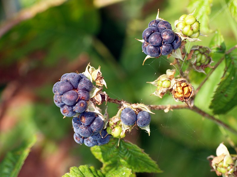 Ronce à fruits bleuâtres, rubus caesius