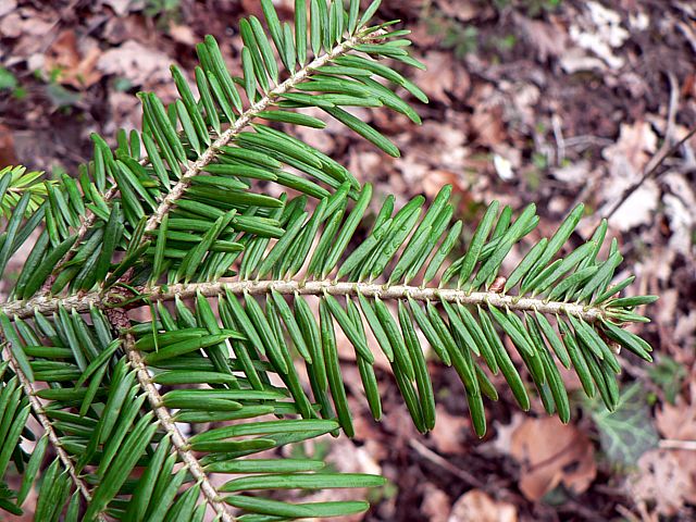 Sapin blanc, abies alba