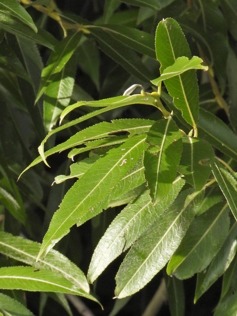 Saule blanc, salix alba