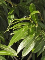 Saule blanc, salix alba
