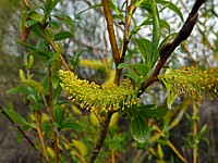 Chatons mâles du saule blanc