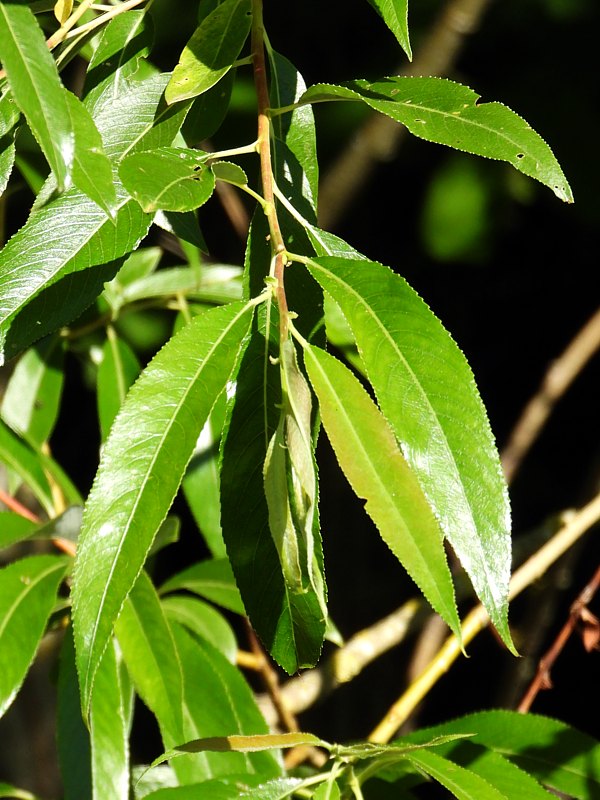 Saule fragile, salix fragilis