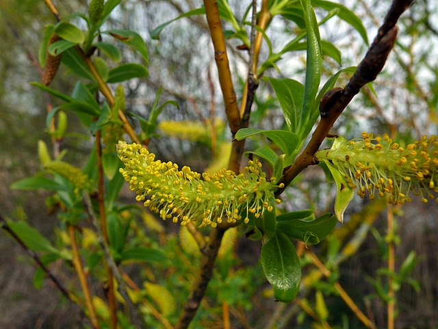 Fleurs m�les du saule fragile