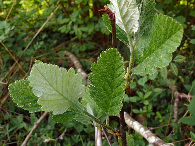 Sorbier intermdiairer,  sorbus intermedia