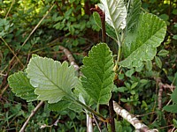 Sorbier intermédiaire, sorbus intermedia