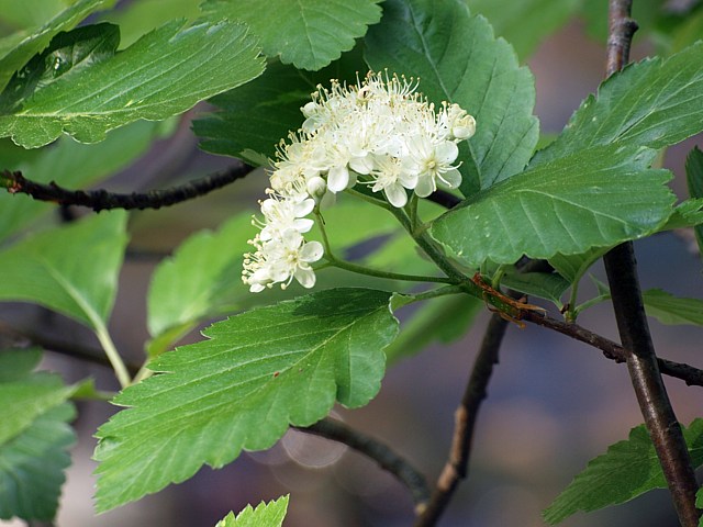 Sorbier de Mougeot, sorbus mougeotii
