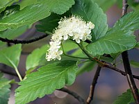 Sorbier de Mougeot, sorbus mougeoti, les baies