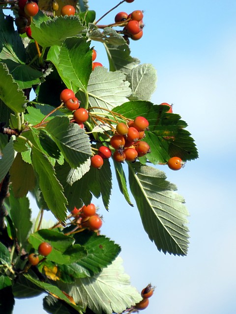 Sorbier de Mougeot, sorbus mougeotii