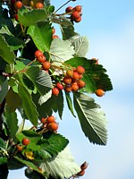 Sorbier de Mougeot, sorbus mougeoti, les baies