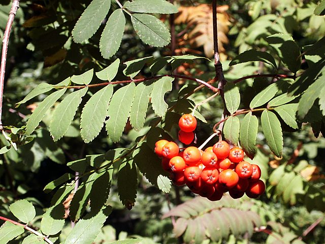 Sorbier des oiseleur,  sorbus aucuparia