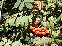 Sorbier des oiseleurs, sorbus aucuparia