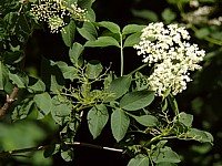 Sureau noir, sambucus nigra