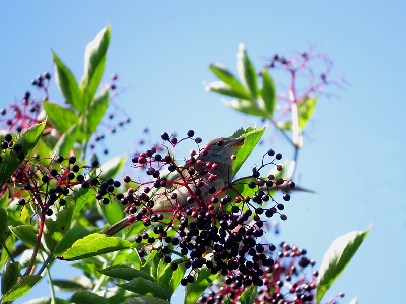 Sureau noir, sambucus nigra