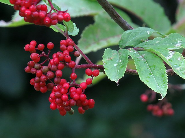 Sureau  grappe, sambucus racemosa