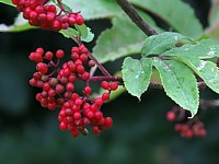Sureau à grappes, sambucus racemosa