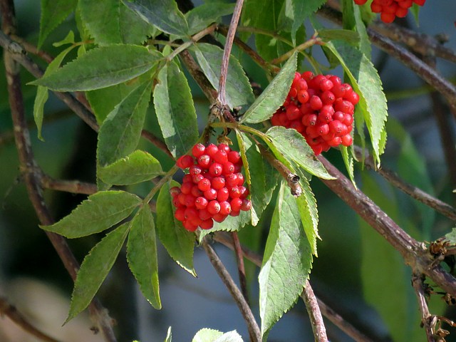Sureau rouge, sambucus racemosa