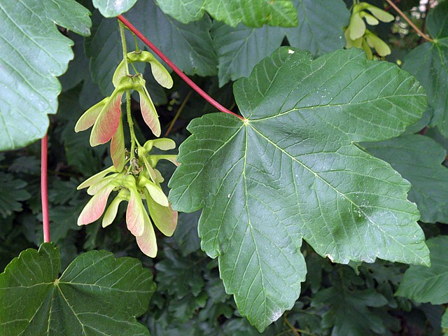 Erable sycomore, acer pseudoplatanus