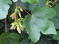 Erable sycomore, acer pseudoplatanus