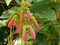Erable sycomore, les samares