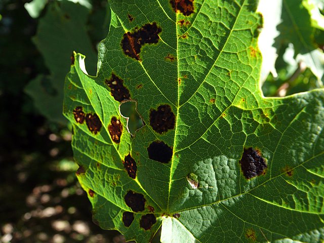 Rhytisma acerinum