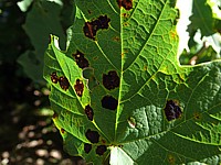 Rhytisma acerinum