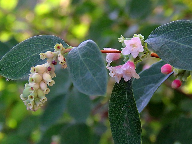 Symphorine, symphoricarpus rivularis