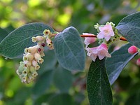 Symphorine, symphoricarpus rivularis