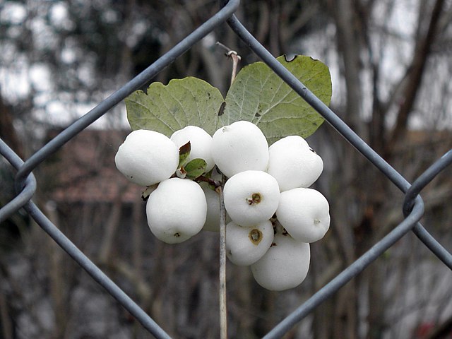 Symphorine, symphoricarpus rivularis