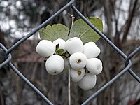 Symphorine, symphoricarpus rivularis