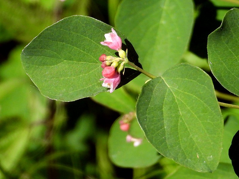Symphorine, symphoricarpus rivularis