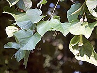 Tilleul, tilia platyphyllos