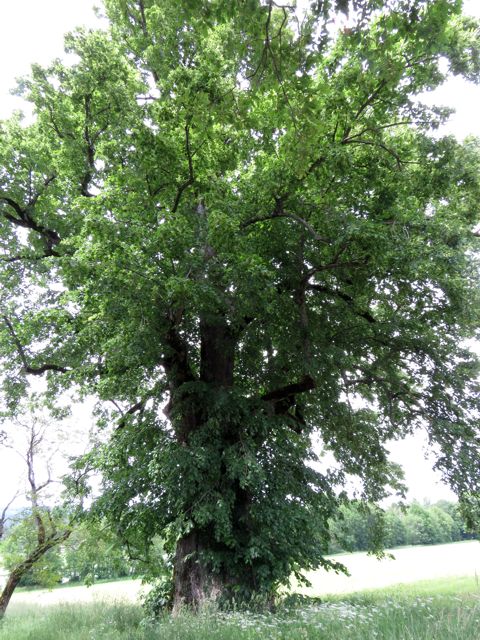 Tilleul  lpetites feuilles, tilia cordata