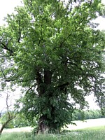 Tilleul, tilia cordata