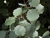 Tremble, populus tremula