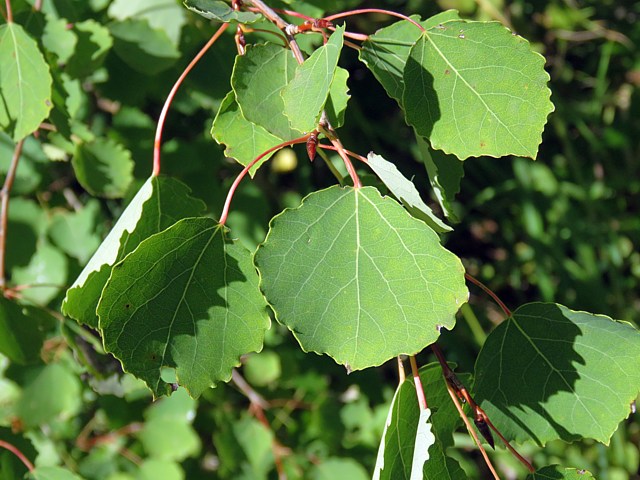 Peuplier tremble, populus tremula