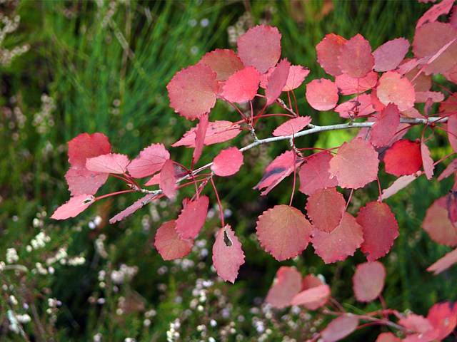 Peuplier tremble, populus tremula