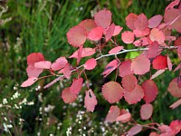 Tremble, populus tremula